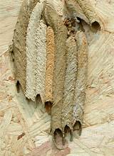 Picture Of Wasp Nest Images