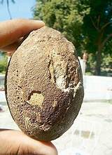 Photos of Dinosaur Fossil In India