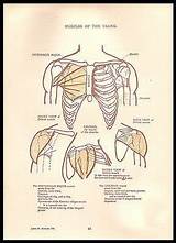 Anatomy Diagrams For Medical Students Images