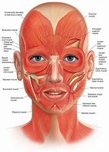 Frontalis Muscle Exercise Photos
