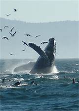 Pictures of Monterey California Whale Watching Season