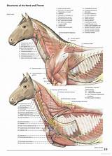 Clinical Anatomy Of The Horse