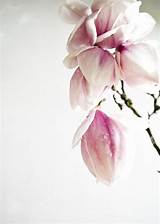 Magnolia Flower Images Pictures