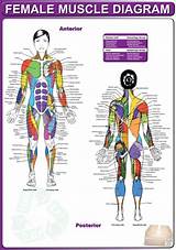 Pictures of Muscle Workout Diagram
