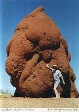 Termite Fumigation Australia