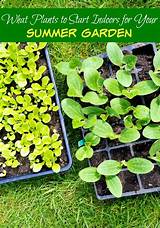 Photos of Home Remedies For Vegetable Gardening