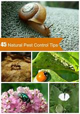 Natural Garden Pest Control Images
