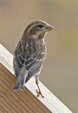 Pictures of What Does A House Finch Look Like