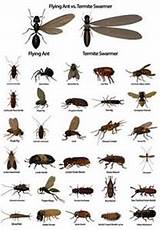 Flying Pest Identification Pictures
