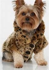 Dog Clothes Yorkies Pictures