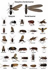 Household Pests Massachusetts Pictures