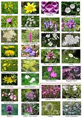 British Flowers Identification Photos