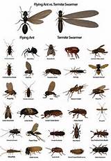 Termite Protection Types Photos
