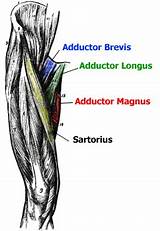 Images of Abductor Muscle Exercises