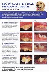 Dog Gum Disease Natural Treatment Images