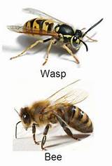 Wasp Removal Reading Pictures