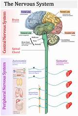 Disease Of The Brain And Spinal Cord Medical Term Images