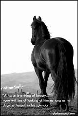 Images of Horse Quotes