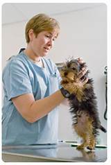 Online Veterinary Assistant Schools Images