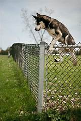 Images of How To Keep Dogs From Chewing On Wood Fence