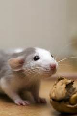 How Much Is A Pet Rat