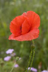 Veterans Poppy Flower Photos