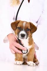 Photos of Degree Program For Veterinarian