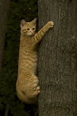 Climbing Cat Tree Photos