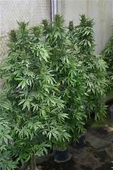 Marijuana Fake Plant Images