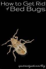 How To Get Rid Of Bed Bugs That Just