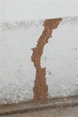 Photos of Visible Signs Of Termite Damage