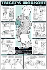 Pictures of Muscle Workout Chart