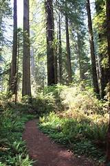Pictures of Weather In Redwood National Park