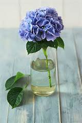 Blue Fresh Flowers