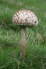 Mushroom Class Pictures