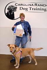 Pictures of Service Dog Training Nc