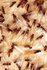 Winged Termite Images