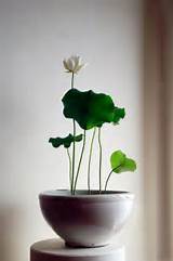 Indoor Lotus Flower Photos