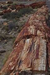 Photos of Petrified Forest National Park Address