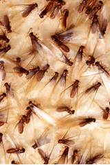 Termite Damage Vs. Rotten Wood Images