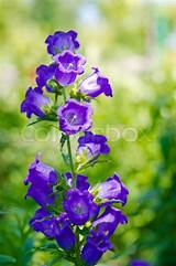 Images of Small Purple Bell Shaped Flowers