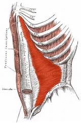 Training Exercises Chest Photos