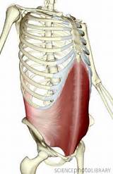 Images of Rectus Abdominis Muscle Strengthening Exercises