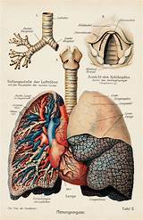 Doctor Specializing In Lungs And Respiratory System