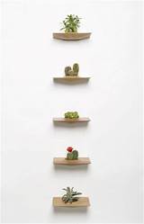 Pictures of Plants On Wall Shelves