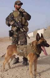 Pictures of Military Dogs