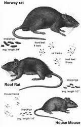 Rat Vs Mouse Photos