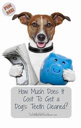 How Much Does It Cost To Start A Veterinary Clinic Photos