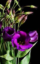 Images of Pink Cactus Flower