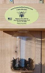 Pictures of How Do You Build A Carpenter Bee Trap